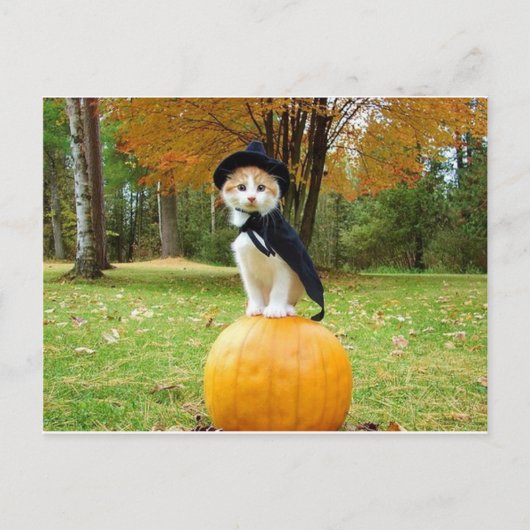 Halloween Cat op een Oranje pompoen Briefkaart (Voorkant)