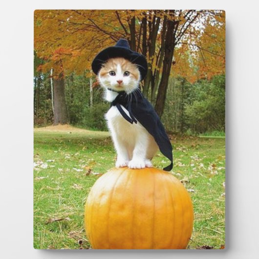 Halloween Cat op een Oranje pompoen Fotoplaat (Voorkant)