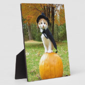 Halloween Cat op een Oranje pompoen Fotoplaat (Zijkant)