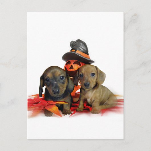 Halloween Dachshund-puppies Briefkaart (Voorkant)