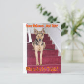 Halloween Dog en geen behandelingen Briefkaart (Staand voorkant)