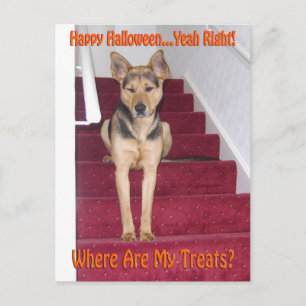 Halloween Dog en geen behandelingen Briefkaart