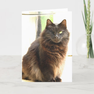 Halloween-één Eyed Zwarte Kat Kaart