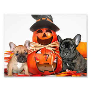 Halloween French Bulldogs Foto Afdruk