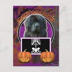 Halloween - Gewoon een Lil Spooky - Newfoundland Briefkaart