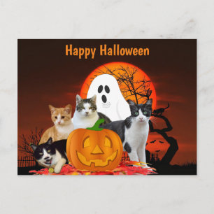 Halloween katten in kerkhof met spook / kattenlief briefkaart