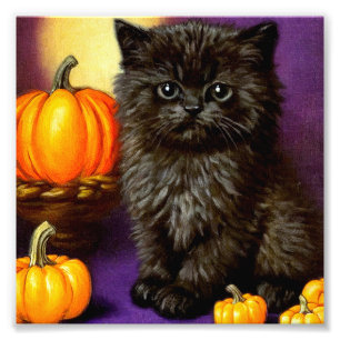  Halloween kitten Foto Afdruk