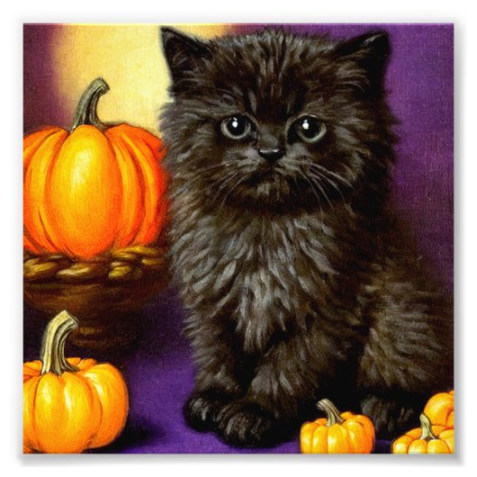 Halloween kitten Foto Afdruk (Voorkant)