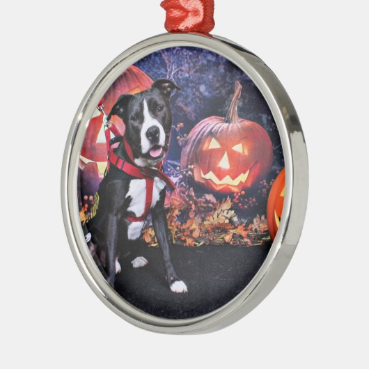 Halloween - Pitbull - Loki Metalen Ornament (Links)
