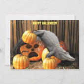 Halloween pompoenen en gator (Voorkant)