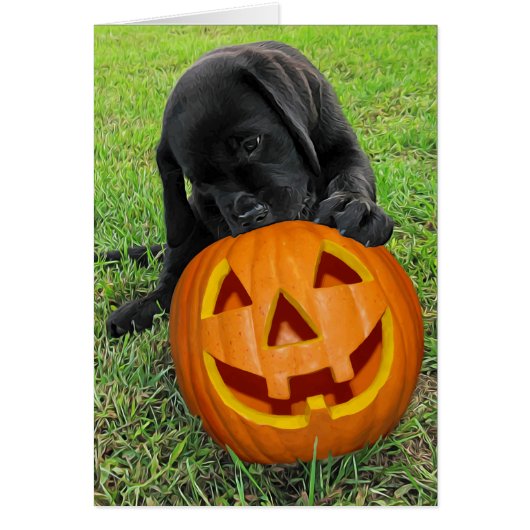 Halloween Pumpkin Puppy - Zwart lab (Voorkant)