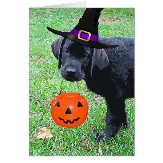 Halloween Pumpkin Puppy - Zwart lab (Voorkant)