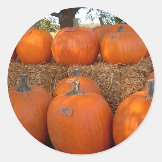 Halloween Pumpkins Ronde Sticker (Voorkant)