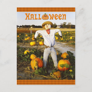 Halloween scarecrow in pompoenveld briefkaart