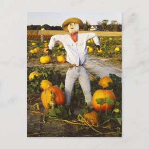 Halloween scarecrow in pompoenveld briefkaart