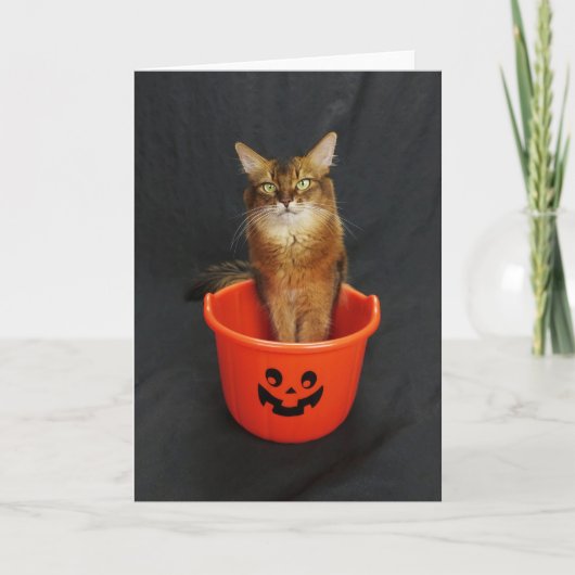 Halloween Somalische kat met Trick or treat emmer Feestdagen Kaart (Voorkant)