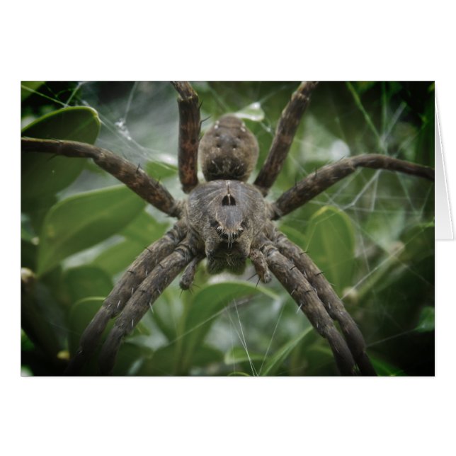 Halloween Spider Kaart (Voorkant Horizontaal)