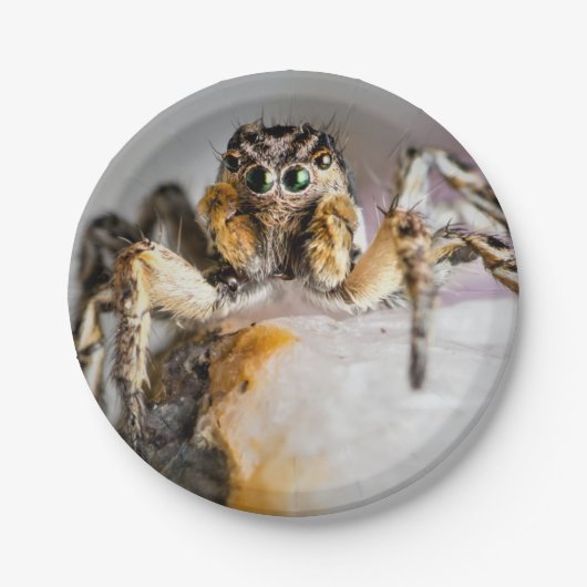 Halloween Spin Papier Bord (Voorkant)