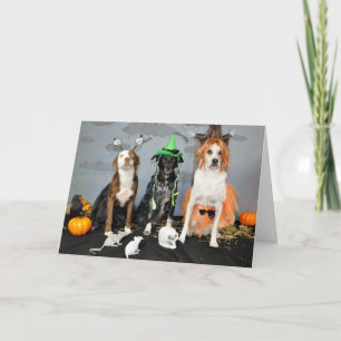 Halloween wenskaart. Foto, 3 honden in slepen. Kaart