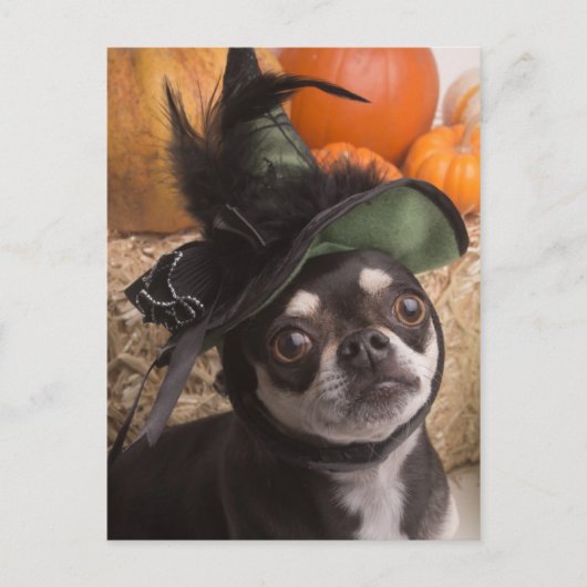 Halloween Witch Dog Briefkaart (Voorkant)
