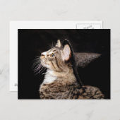 Halloween Witch Pet Cat Briefkaart (Voorkant / Achterkant)