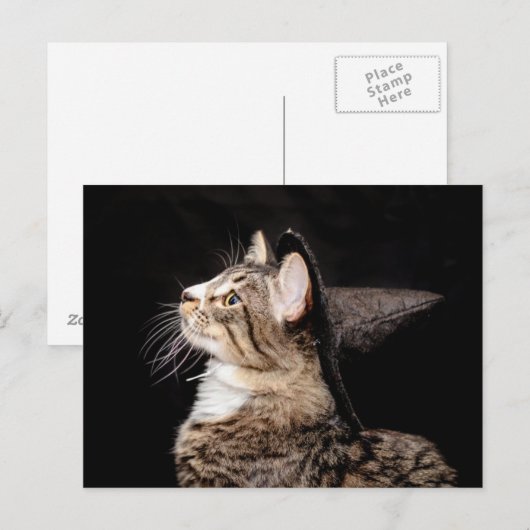 Halloween Witch Pet Cat Briefkaart (Voorkant / Achterkant)