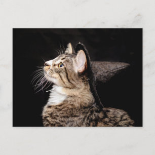 Halloween Witch Pet Cat Briefkaart