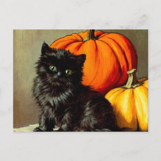 Halloween zwarte kat en pompoenen Briefkaart