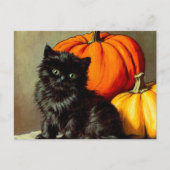 Halloween zwarte kat en pompoenen Briefkaart (Voorkant)