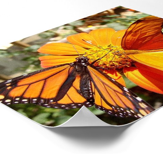 Hal's Butterflies Poster (Hoek)