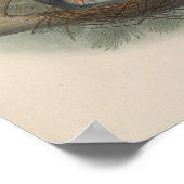 Halsbandduif door John Gould Print (Hoek)