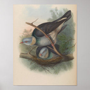 Halsbandduif door John Gould Print
