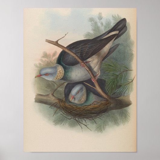 Halsbandduif door John Gould Print (Voorkant)