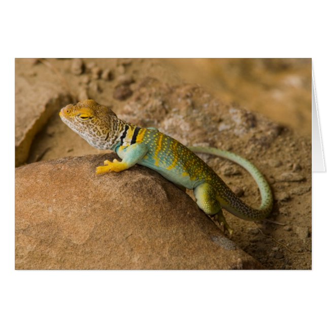 Halsbandhagedis (Voorkant Horizontaal)