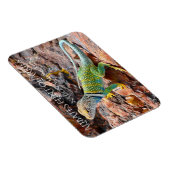 Halsbandhagedis, Alibates Flint-steengroeven, Texa Magneet (Rechterzijde)