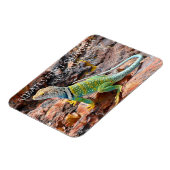 Halsbandhagedis, Alibates Flint-steengroeven, Texa Magneet (Linkerzijde)