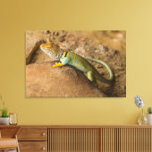 Halsbandhagedis Canvas Afdruk (Insitu (Woonkamer))