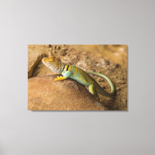 Halsbandhagedis Canvas Afdruk (Voorkant)