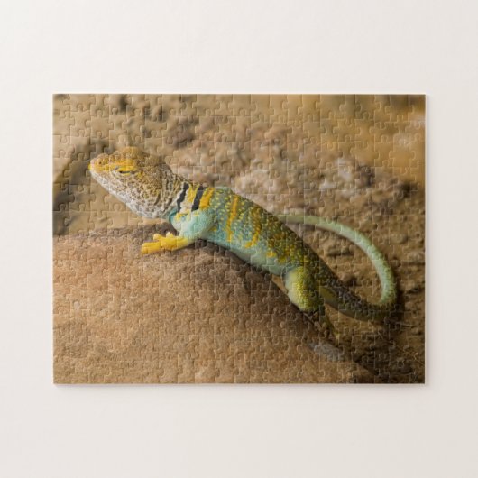 Halsbandhagedis Legpuzzel (Horizontaal)