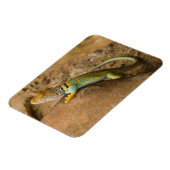 Halsbandhagedis Magneet (Linkerzijde)