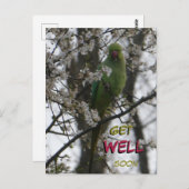 Halsbandparkiet Aangepaste Beterschap Ansichtkaart Briefkaart (Voorkant / Achterkant)