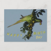 Halsbandparkiet eet verjaardagskaart briefkaart (Voorkant)