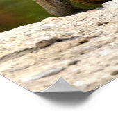 Hamadryas baboon loopt op vakantiewagen poster (Hoek)