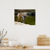 Hamadryas baboon loopt op vakantiewagen poster (Keuken)