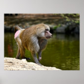 Hamadryas baboon loopt op vakantiewagen poster (Voorkant)
