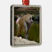 Hamadryas baboon loopt over de grond metalen ornament (Rechts)