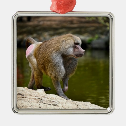 Hamadryas baboon loopt over de grond metalen ornament (Voorkant)