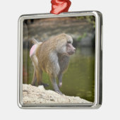 Hamadryas baboon loopt over de grond metalen ornament (Links)
