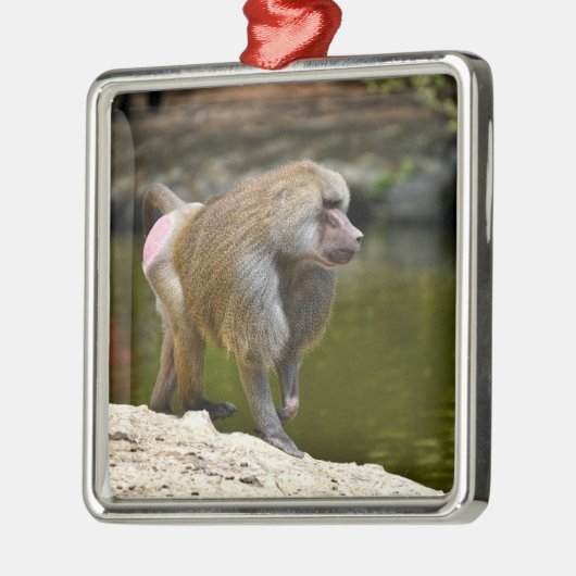 Hamadryas baboon loopt over de grond metalen ornament (Links)