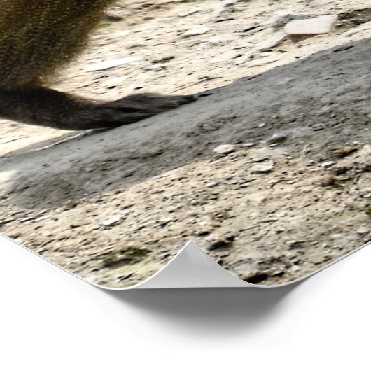 Hamadryas baboon loopt over de grond poster (Hoek)